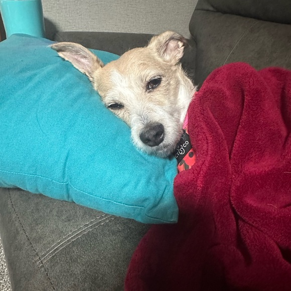 Meet your Posher, Daisy - Picture 3 of 3